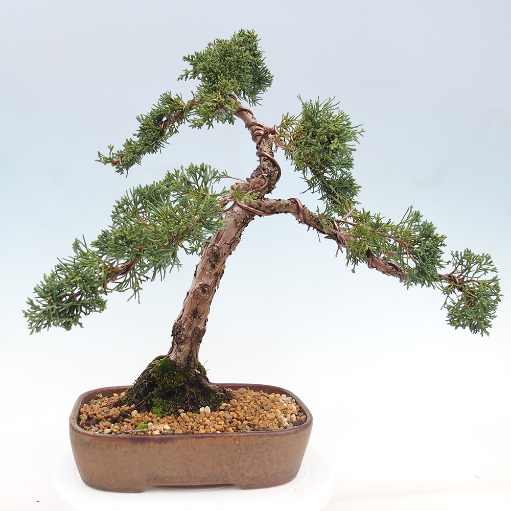Vonkajší bonsaj - Juniperus chinensis Kishu