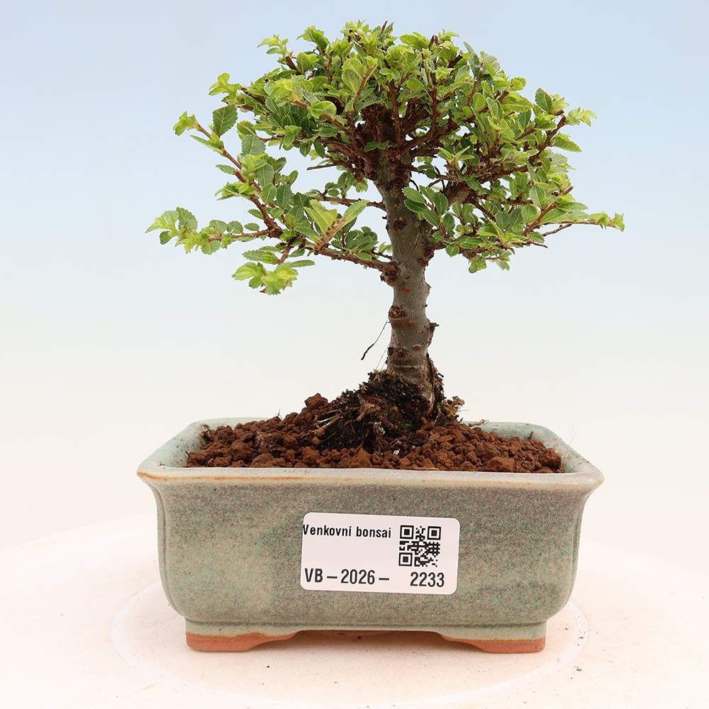 Vonkajší bonsai – Ulmus parvifolia Sagei – javor malolistý