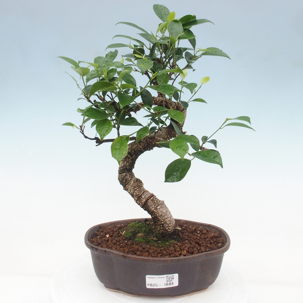Izbová bonsai - Ficus retusa - malolistá fikus