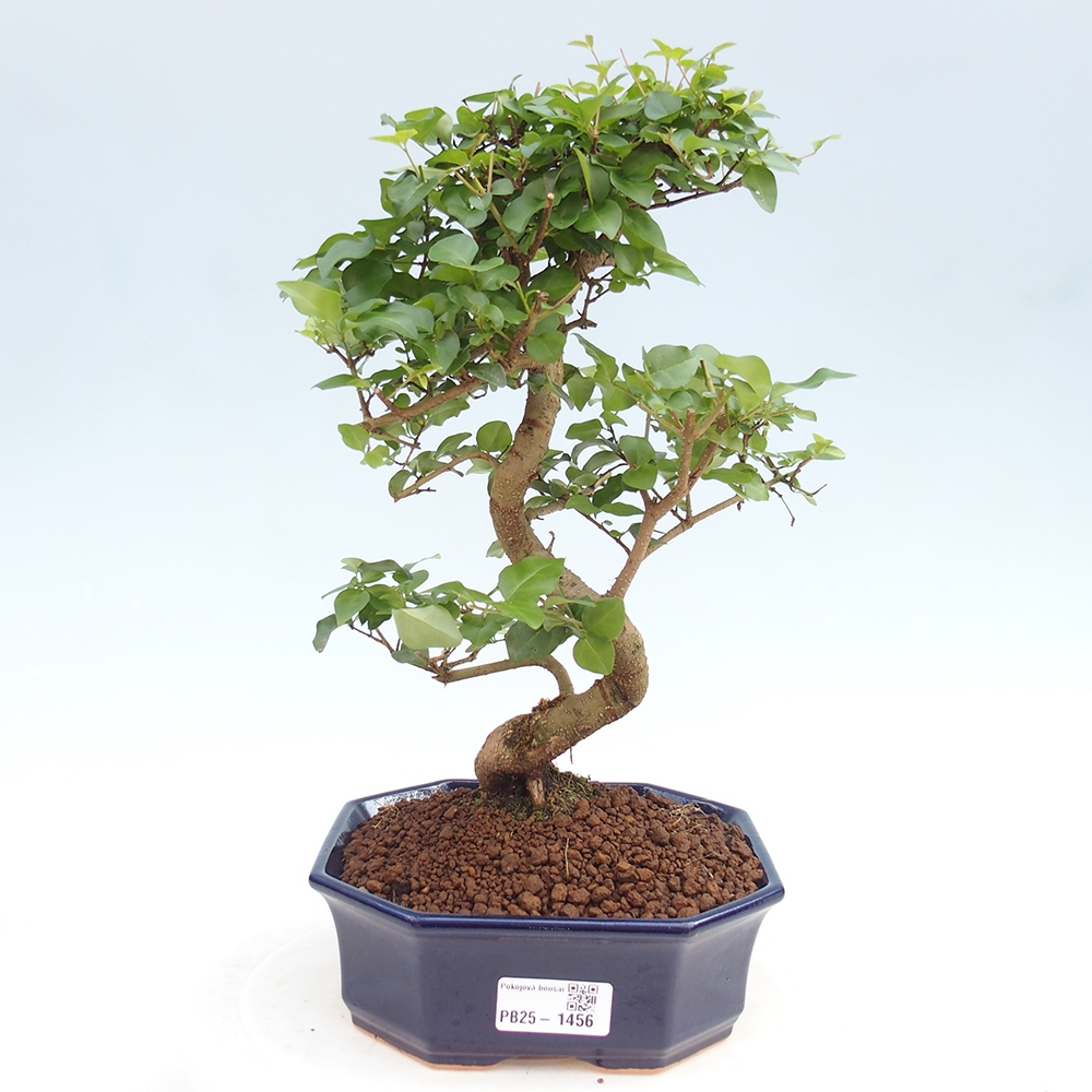 Izbová bonsai -Ligustrum chinensis - Vtáčí zob