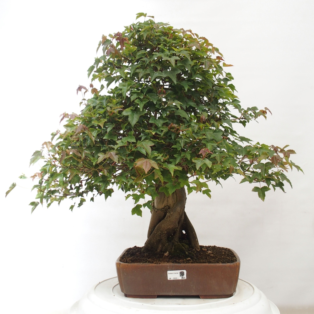 Vonkajšie bonsai - Javor Buergerianum - Javor Burgerův