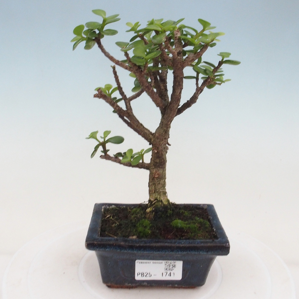 Izbová bonsai - Portulakaria Afra - Tlustice