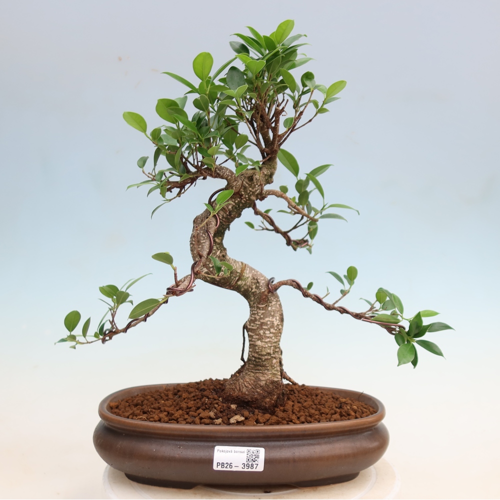 Izbové bonsaje - Ficus kimmen - drobnolistý fikus