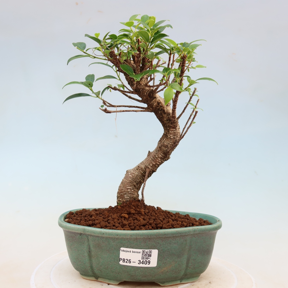 Izbové bonsaje - Ficus kimmen - drobnolistý fikus