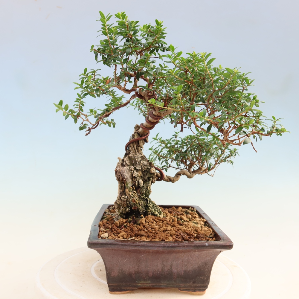 Izba bonsai – Myrtus communis – myrta obyčajná