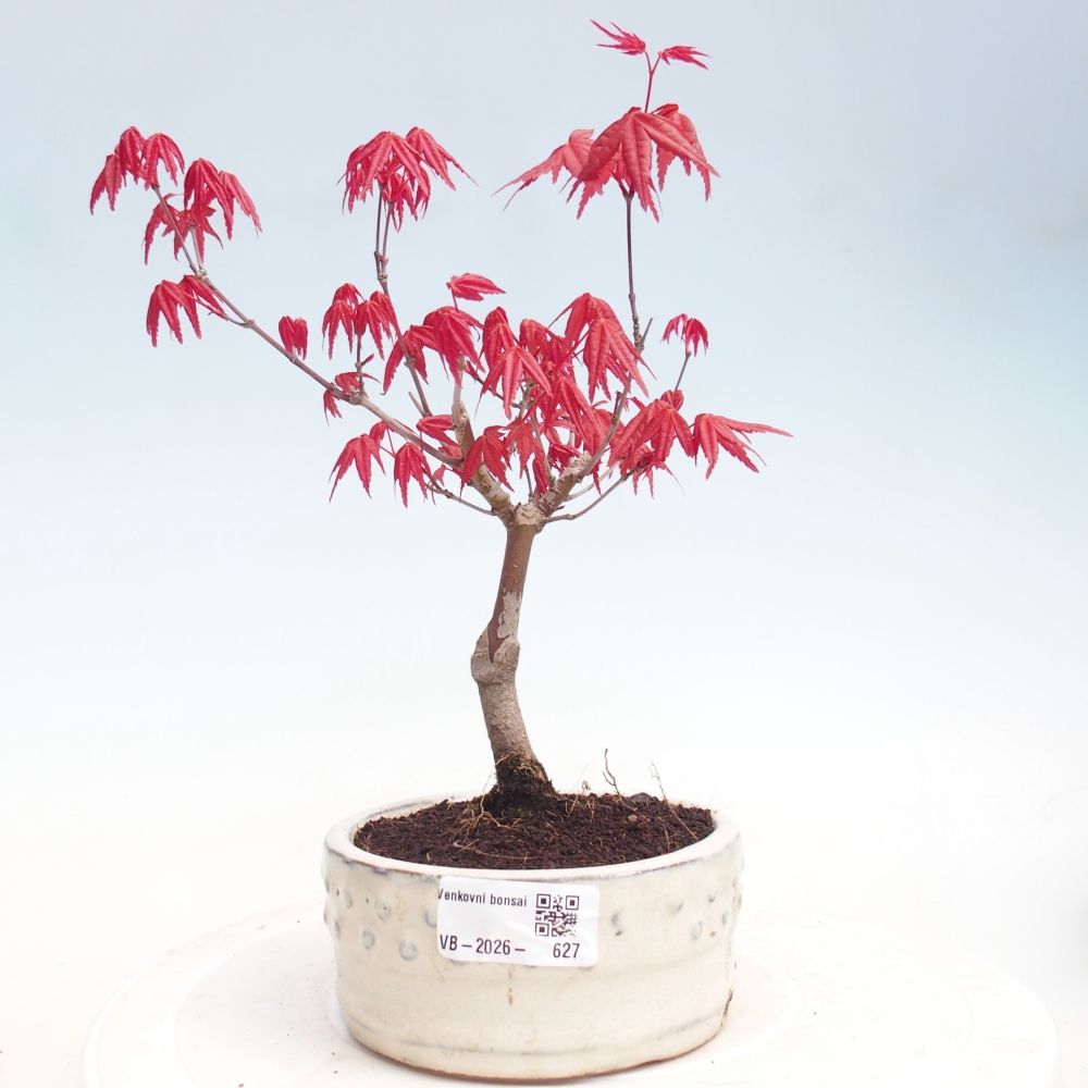 Vonkajšie bonsai - Javor dlaňolistý - Acer palmatum DESHOJO