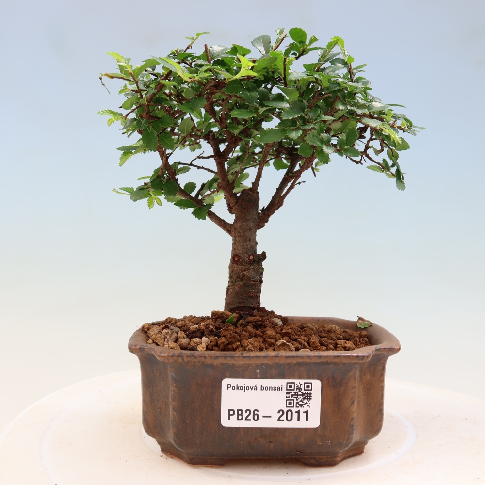 Izbový bonsaj - Ulmus parvifolia - brest malolistý