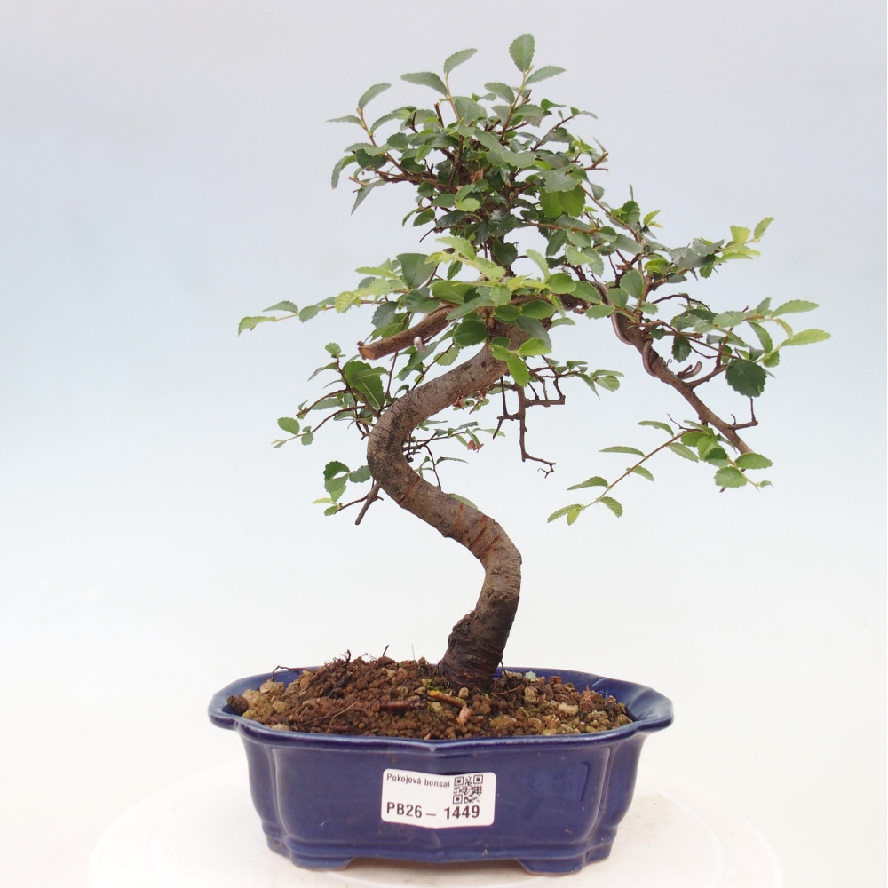 Izbový bonsaj - Ulmus parvifolia - brest malolistý