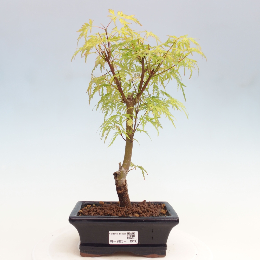 Vonkajšie bonsai - Acer palmatum Dissectum - Javor dlaňolistý 