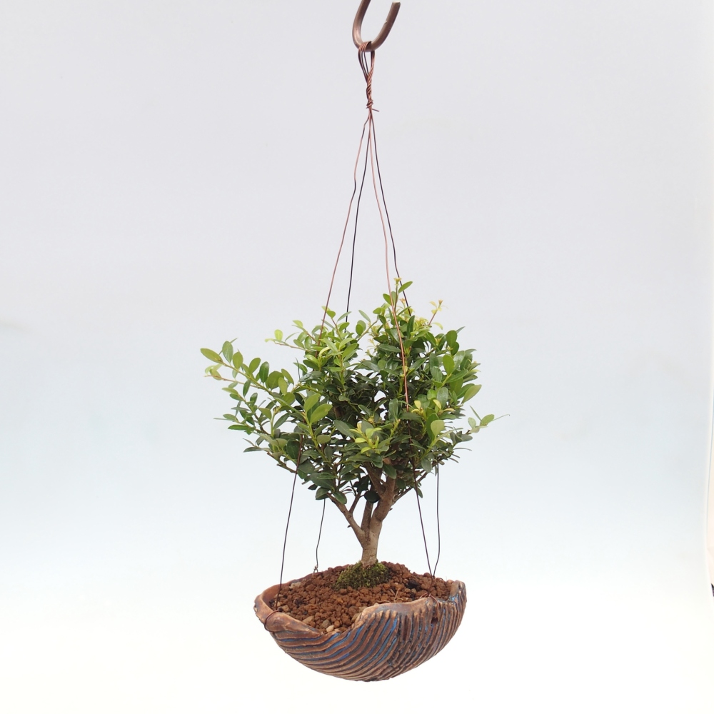 Kokedama v keramike - Ilex crenata - Cezmína