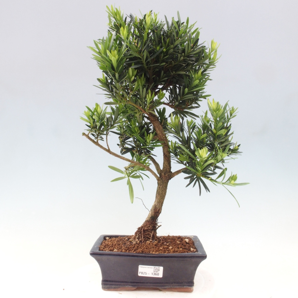 Izbová bonsai - Podocarpus - Kamenný tis