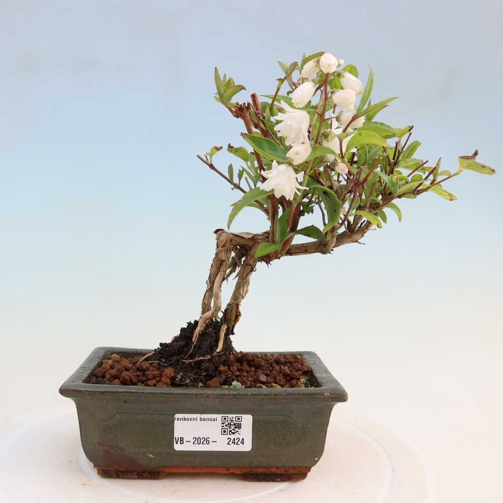 Vonkajší bonsai – Deutzia scabra Candidissima – Trojpuk
