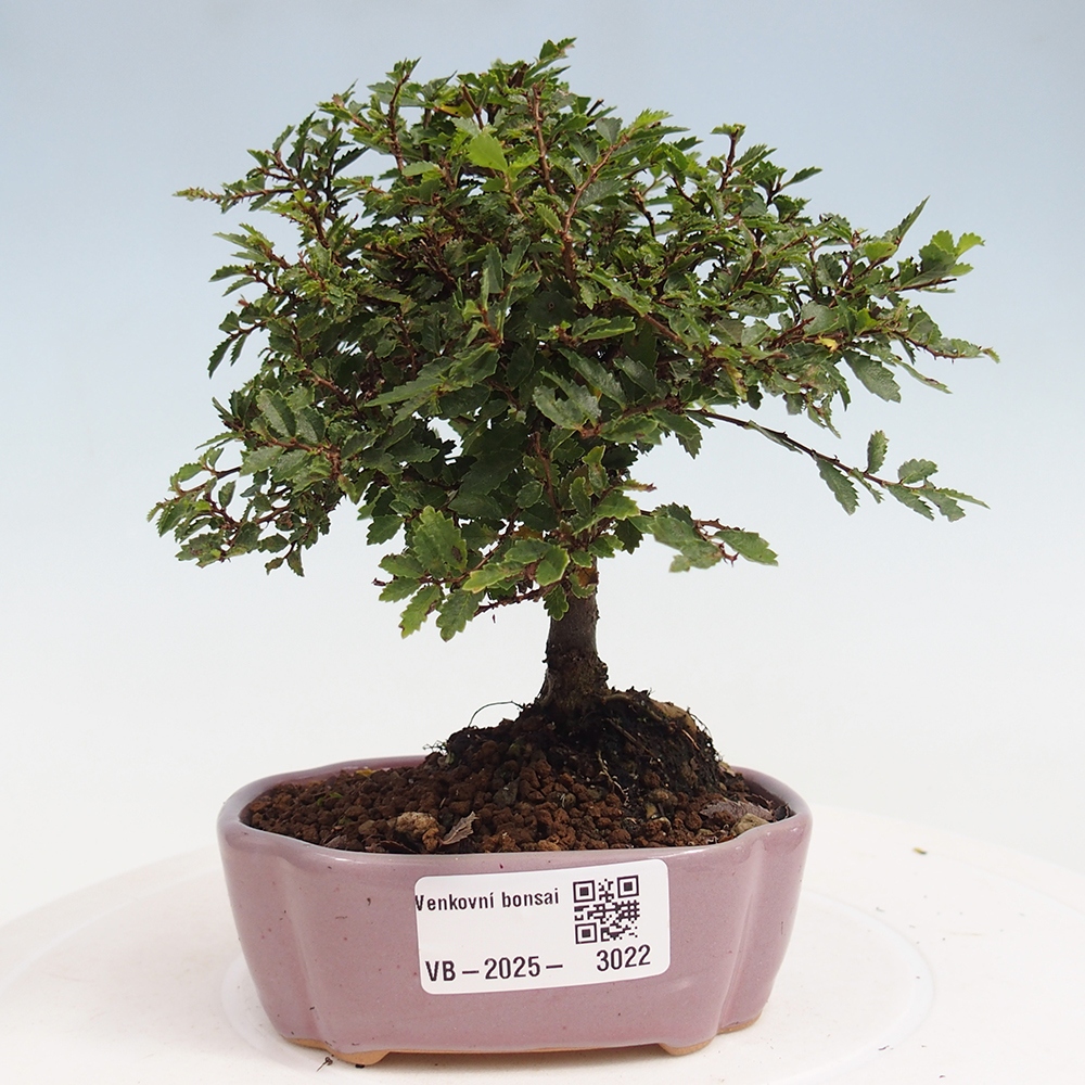 Vonkajší bonsai - Ulmus parvifolia Sagei - Malolistý brest