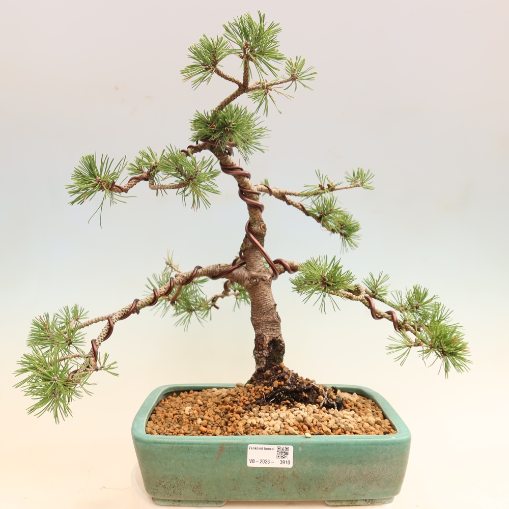 Vonkajšie bonsaje – Pinus mugo Humpy – borovica krivá