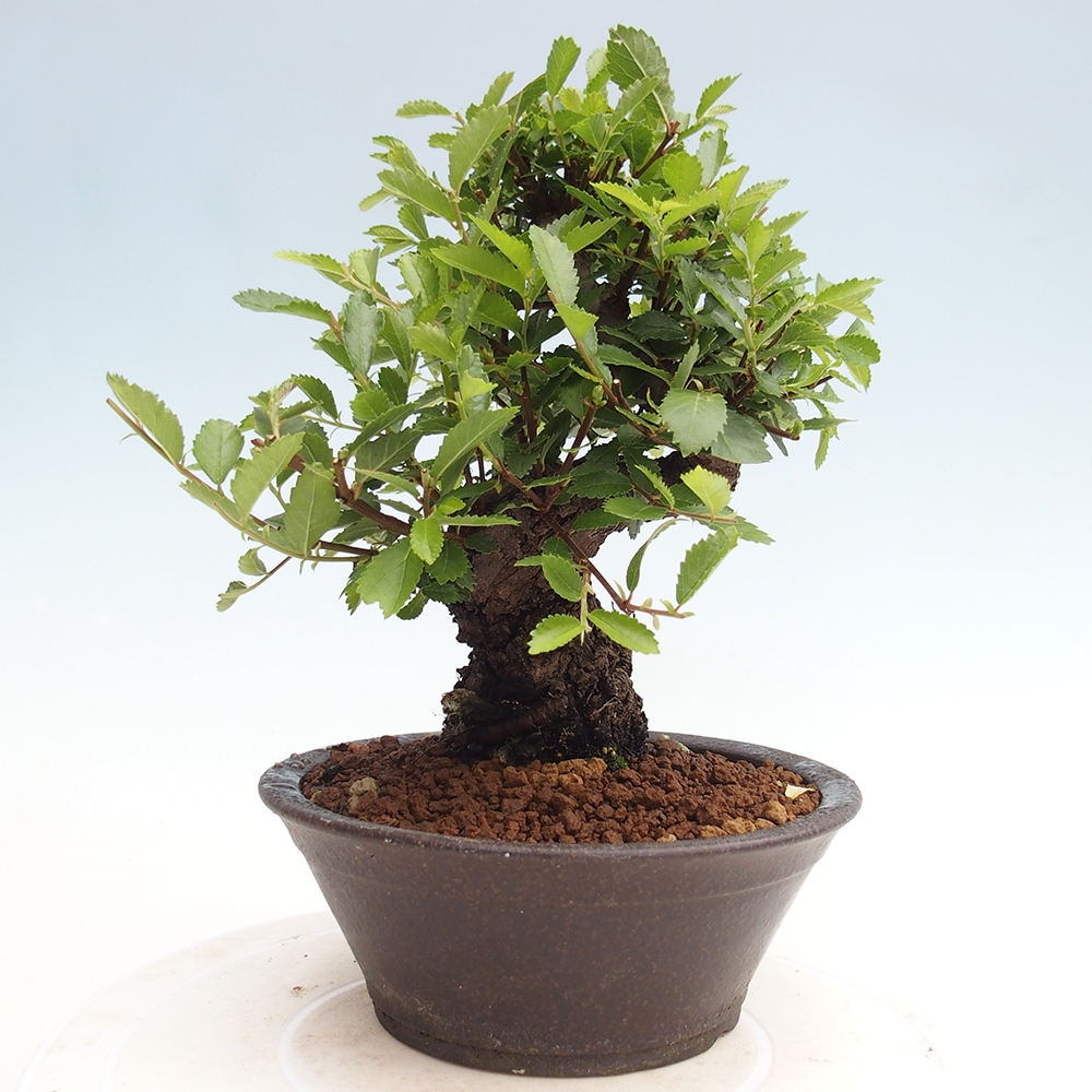 Vonkajšie bonsai - Zelkova - Zelkova Nirom