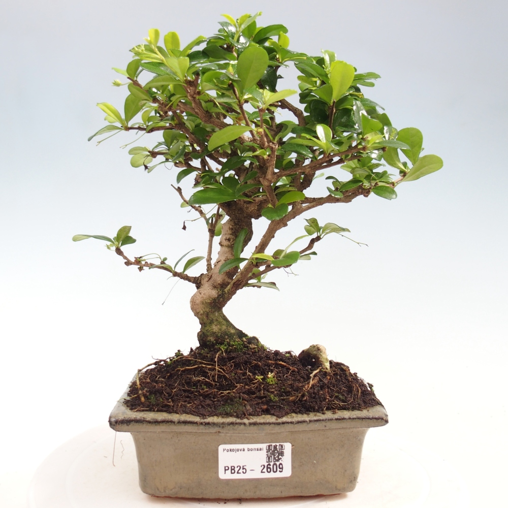 Izbová bonsai - Carmona macrophylla - Čaj fuki