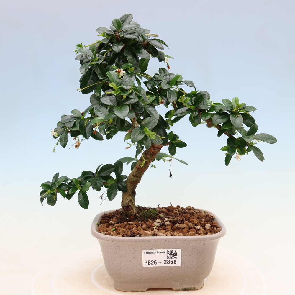 Izbové bonsaje - Carmona macrophylla - Tea fuki
