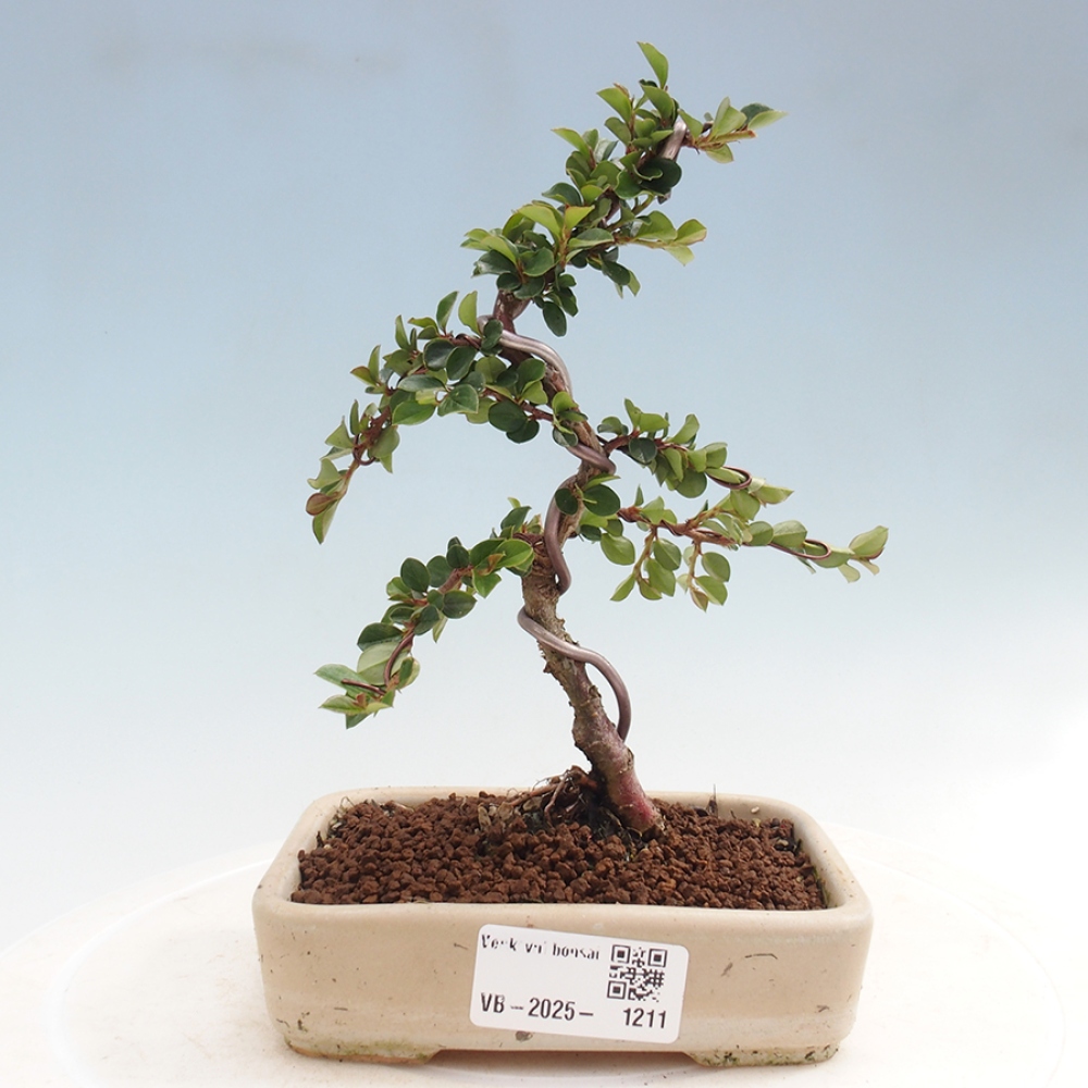 Vonkajší bonsai - Cotoneaster horizontalis - Skalník