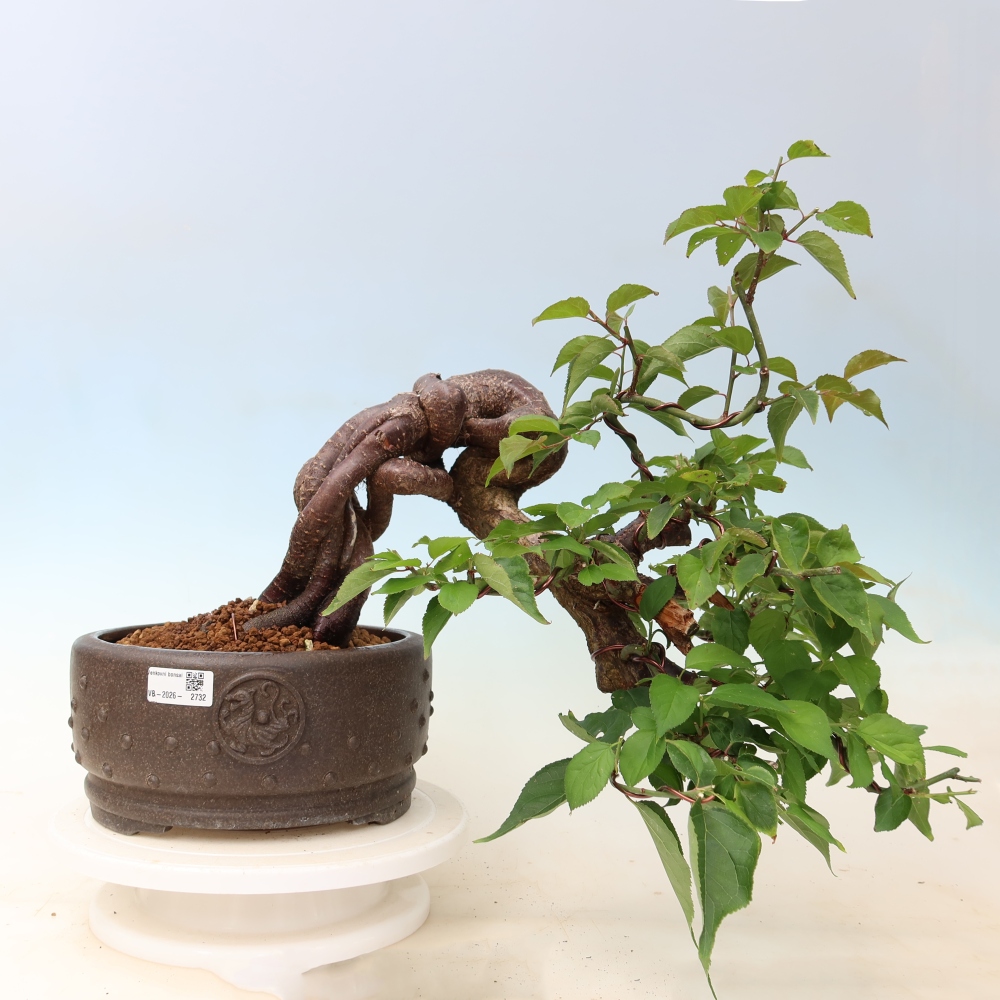 Vonkajšie bonsaje – Japonská marhuľa – Prunus Mume