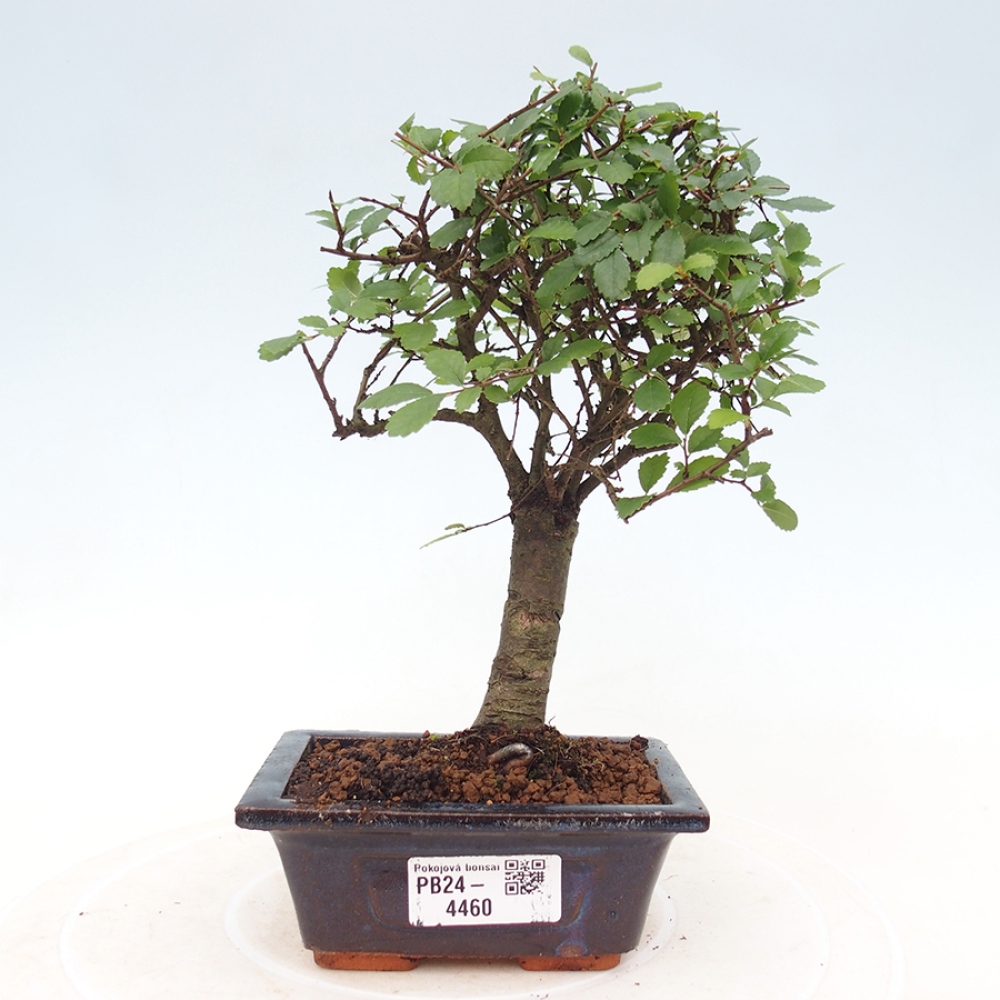 Izbová bonsai - Ulmus parvifolia - Malolistý brest