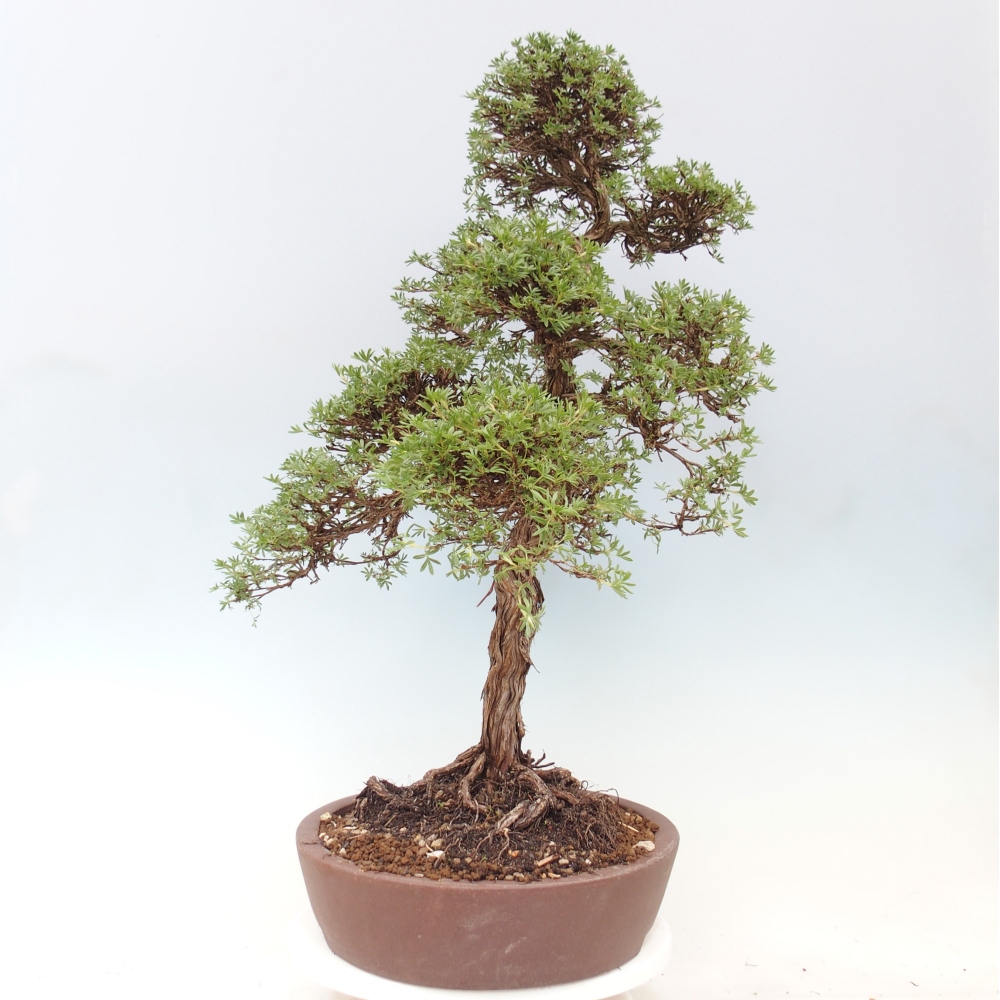 Vonkajšie bonsaje - Potentila fruticosa