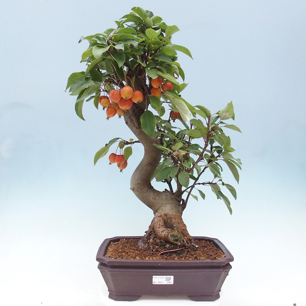 Vonkajší bonsai -Malus halliana - Maloplodá jabloň