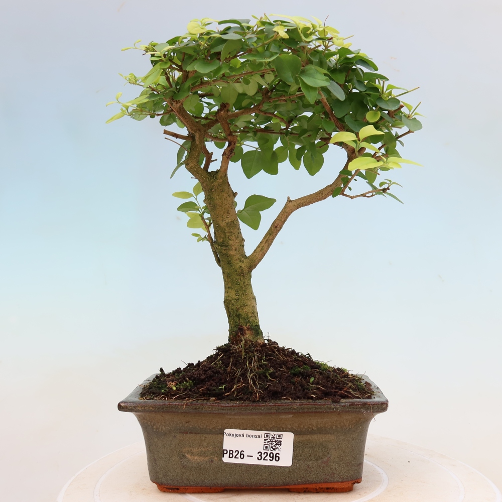 Izbový bonsaj -Ligustrum chinensis - Vtáčí zobák