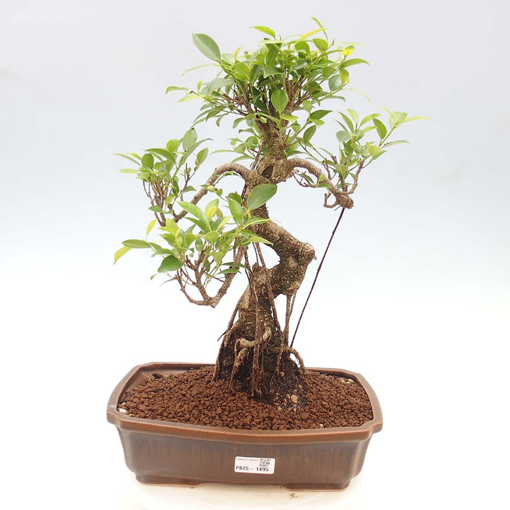 Izbová bonsai - Ficus kimmen - malolistý fikus