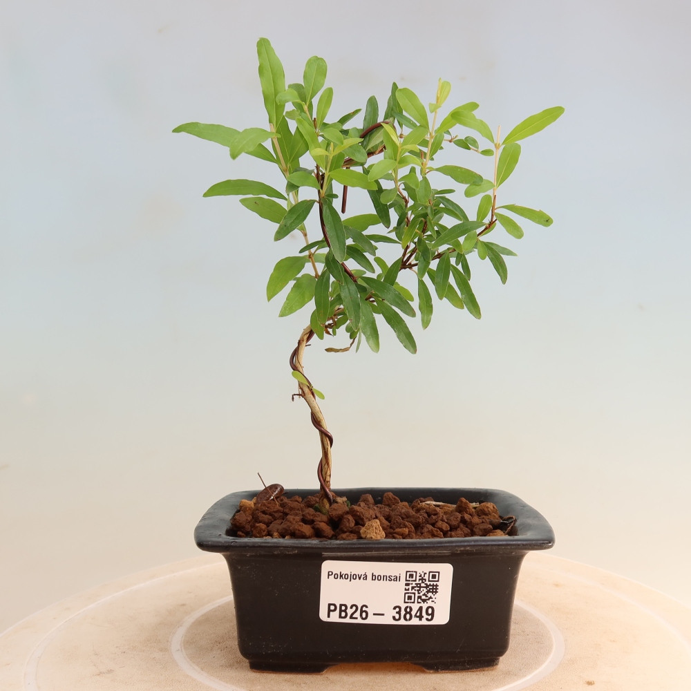 Izbový bonsaj-PUNICA granatum nana-Granátové jablko