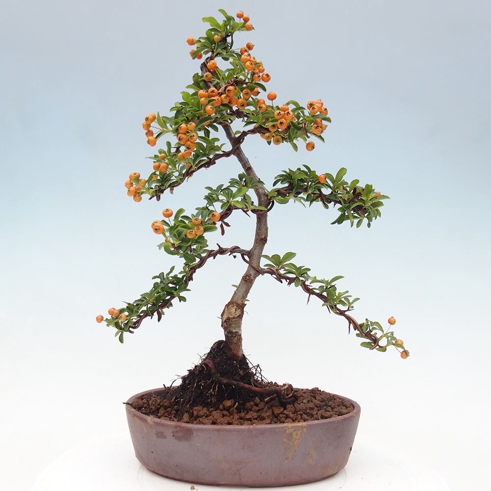 Vonkajšia bonsai-Pyracanta Teton -Hlohyně