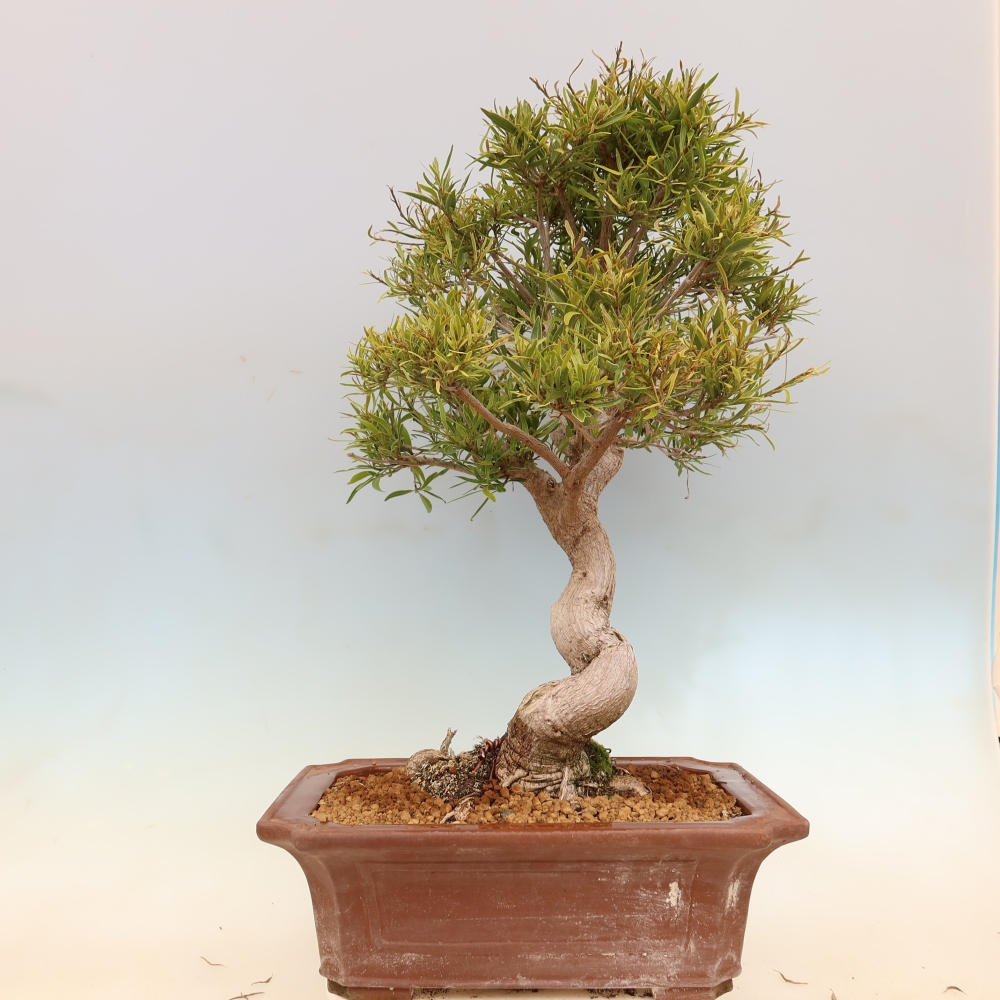 Izbové bonsaje - Ficus nerifolia - fíkus drobnolistý