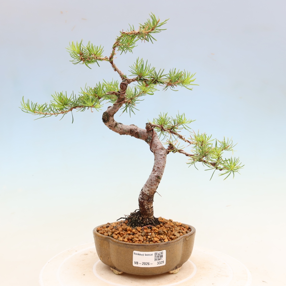 Vonkajšie bonsaje -Larix decidua - Smrekovec