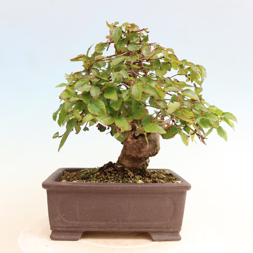 Vonkajšie bonsaje -Carpinus CARPINOIDES - Hrab kórejský