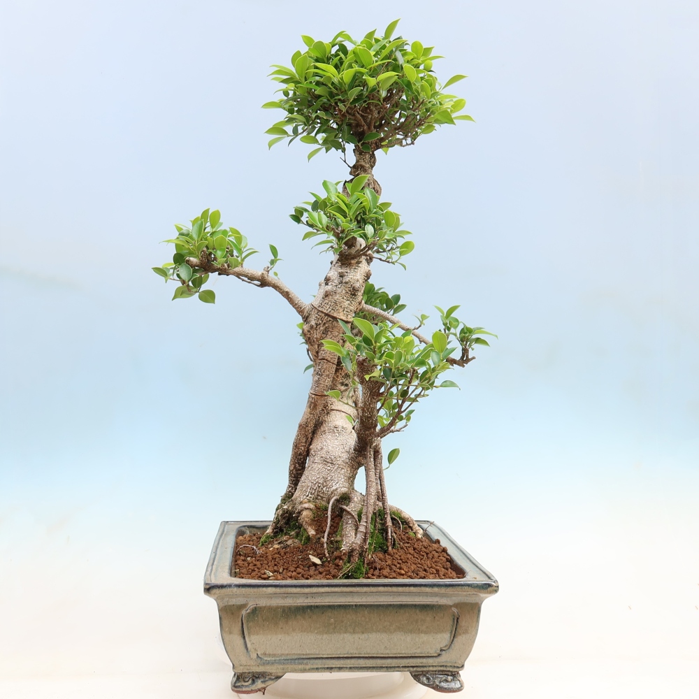 Izbové bonsaje - Ficus kimmen - drobnolistý fikus
