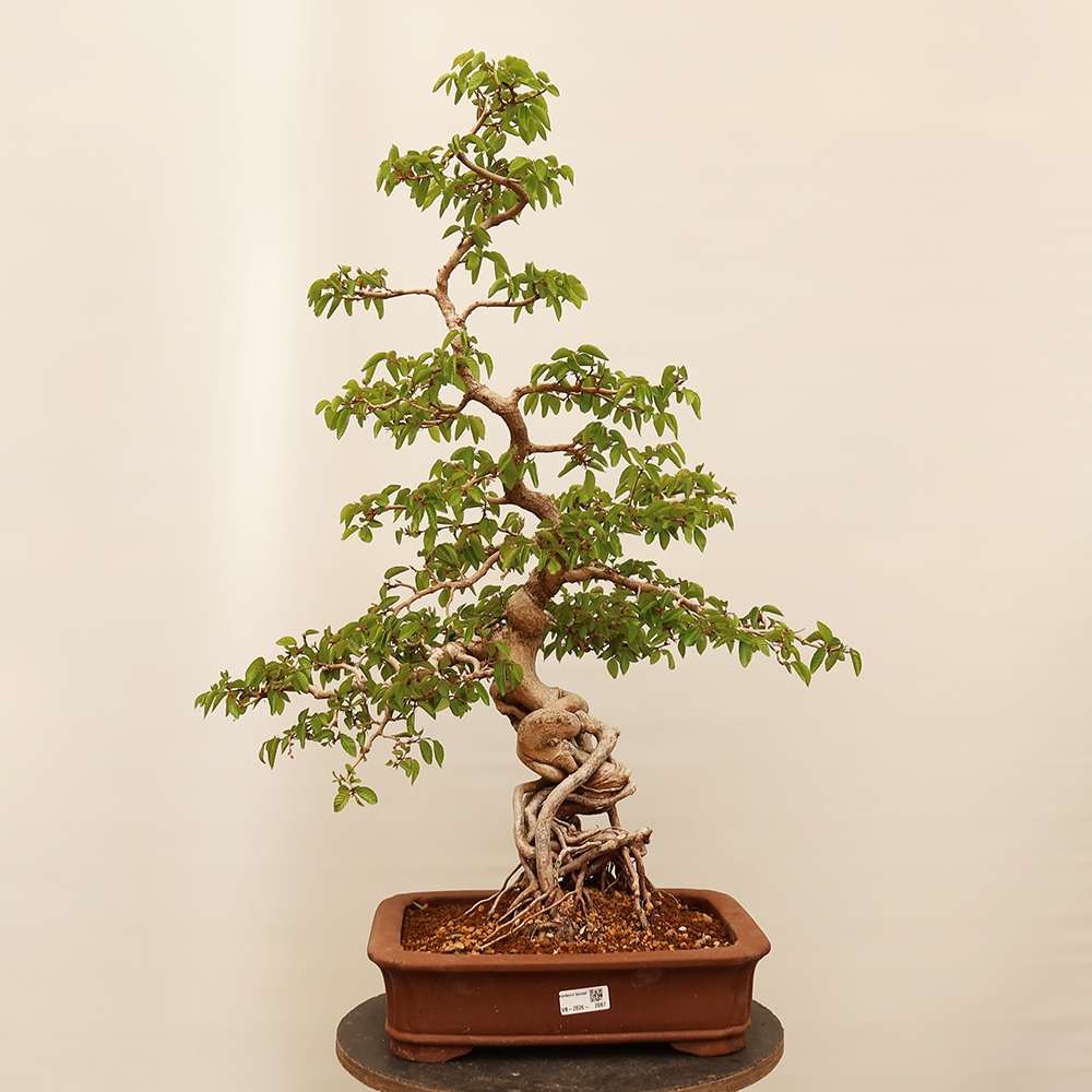 Vonkajší bonsai -Carpinus Coreana - Hrab kórejský