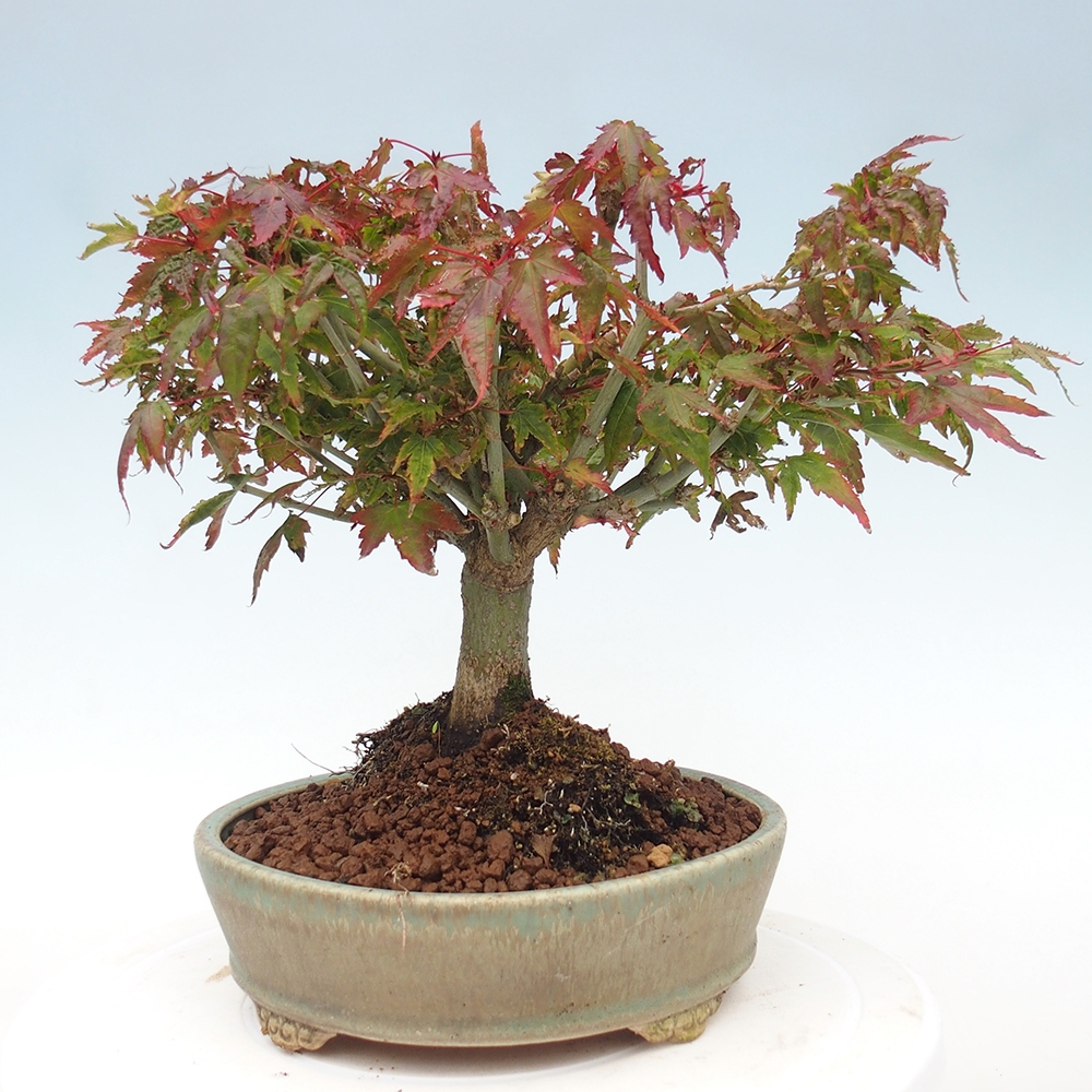 Acer palmatum KIOHIME - Javor palmetový