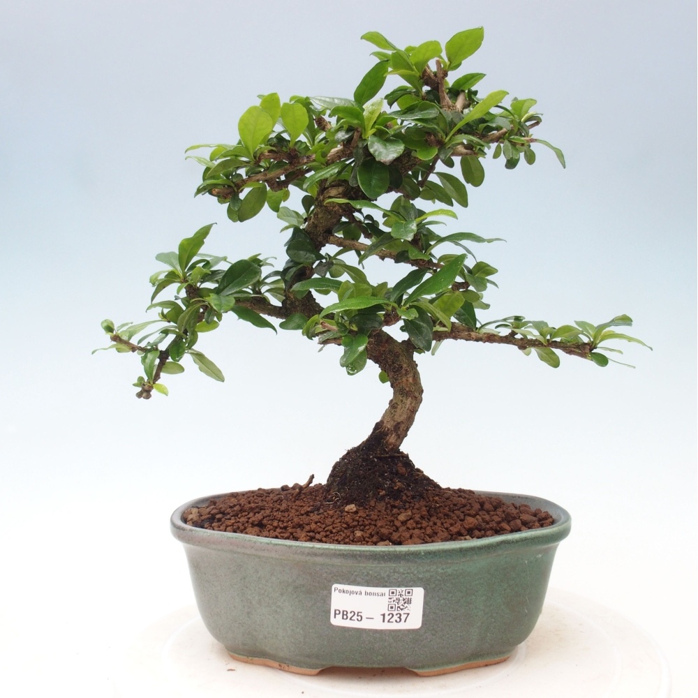 Izbová bonsai - Carmona macrophylla - Čaj fuki
