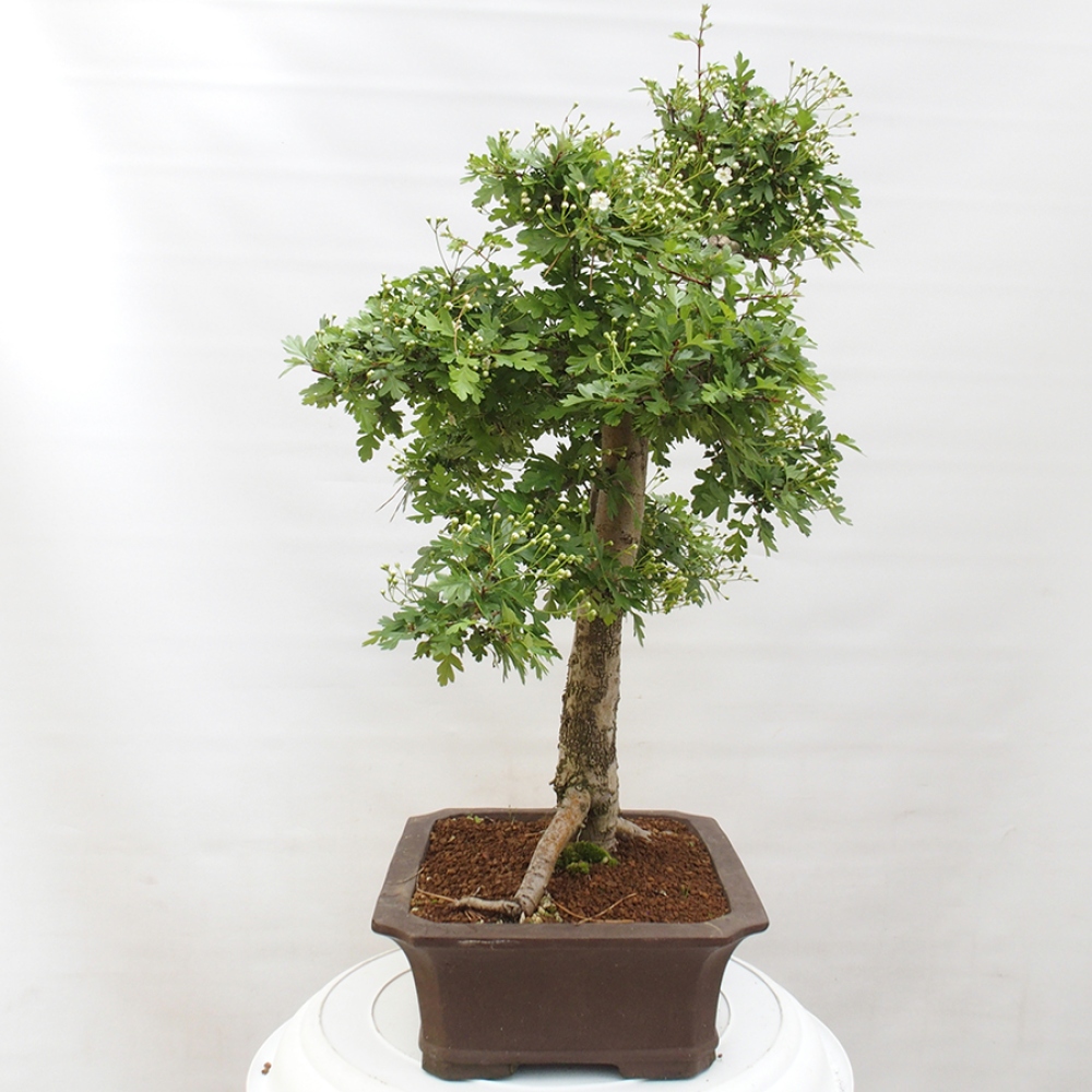 Vonkajší bonsai - Hloh - Crataegus monogyna