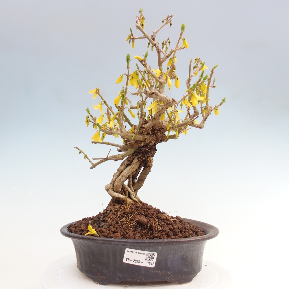 Vonkajšie bonsaje - Zlatice - Forsythia koreana
