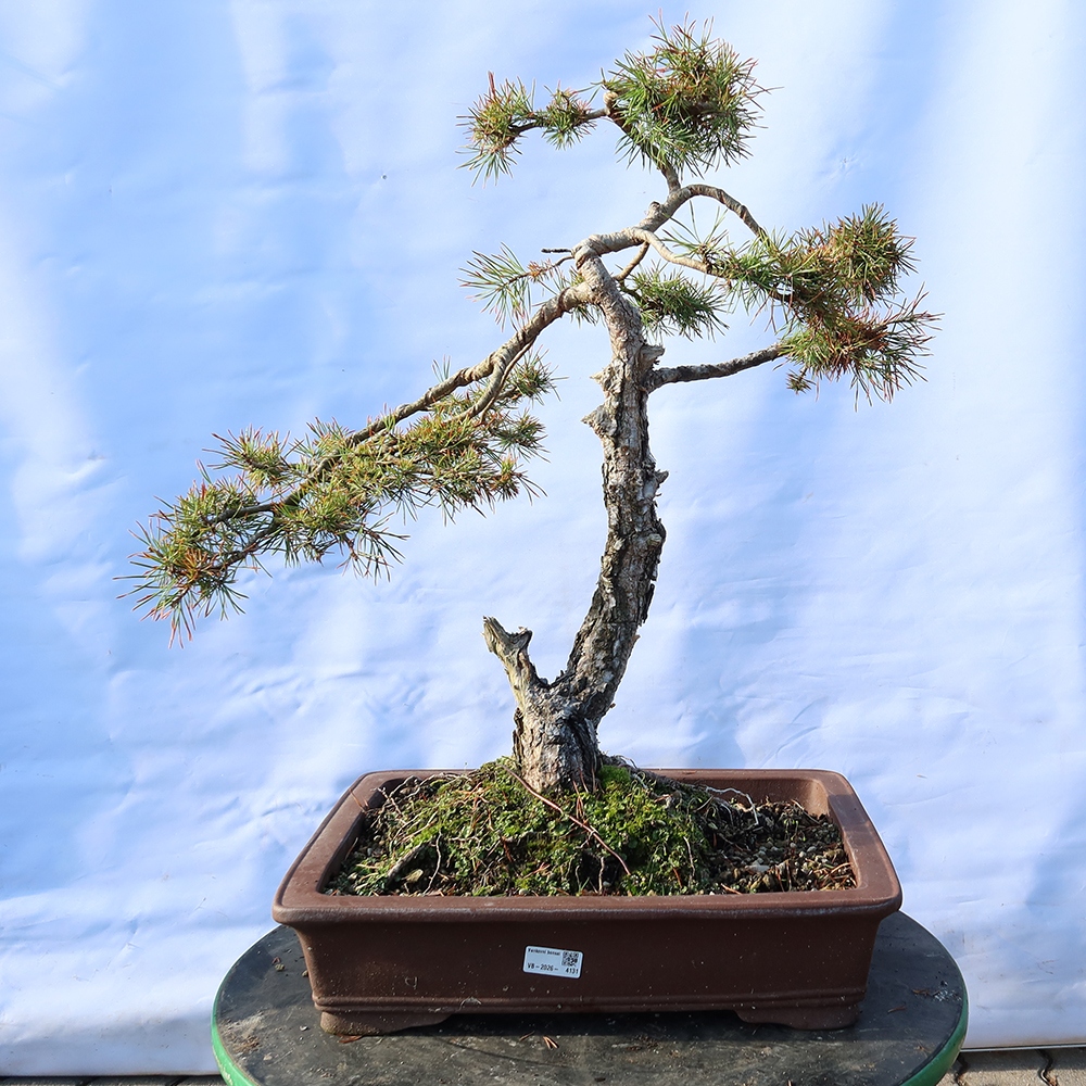 Pinus sylvestris Španielsko – borovica lesná