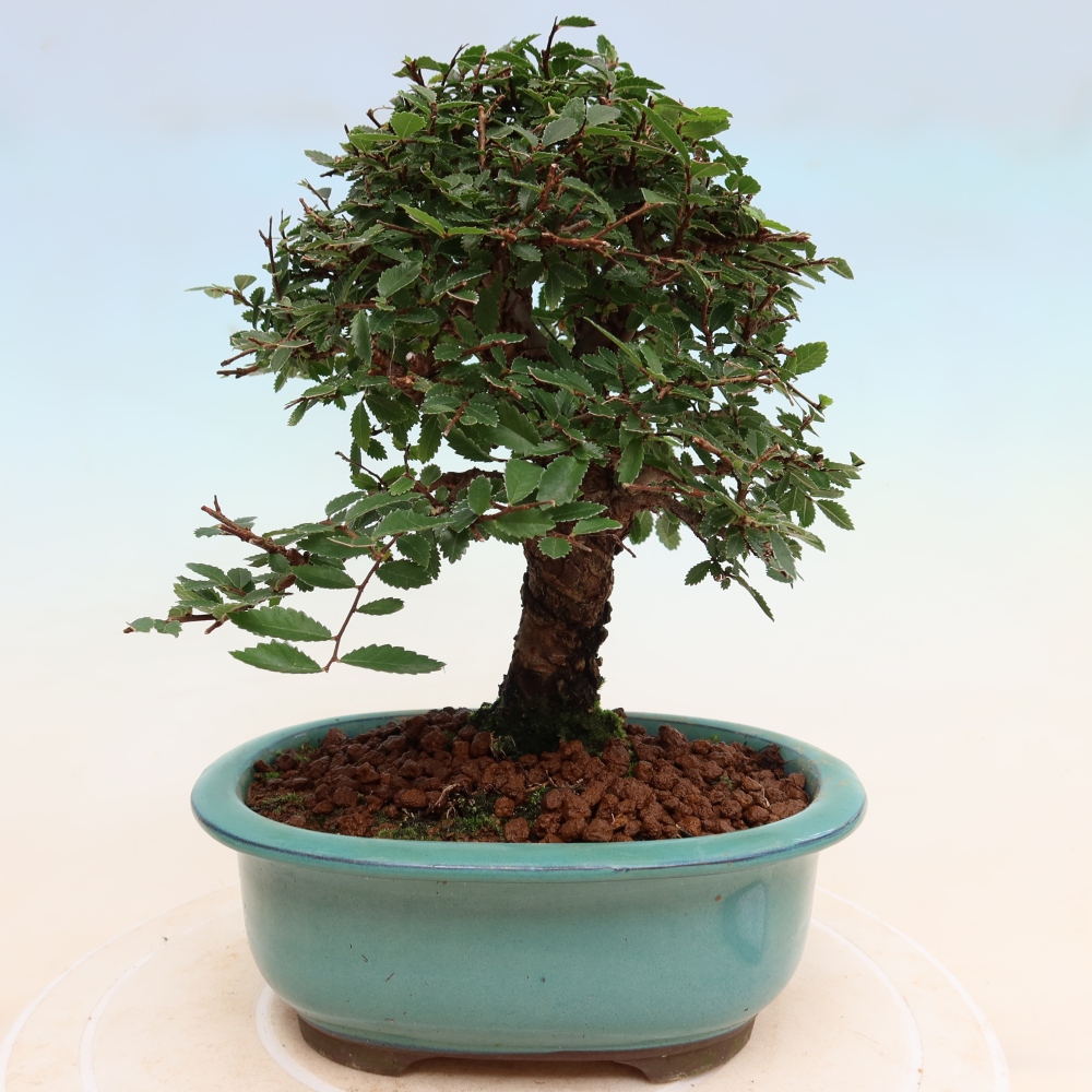 Vonkajšie bonsaje - Zelkova - Zelkova NIRE