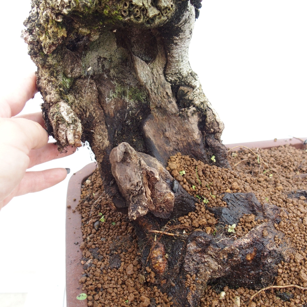 Yamadori - Quercus Ilex -Dub cezmínovitý