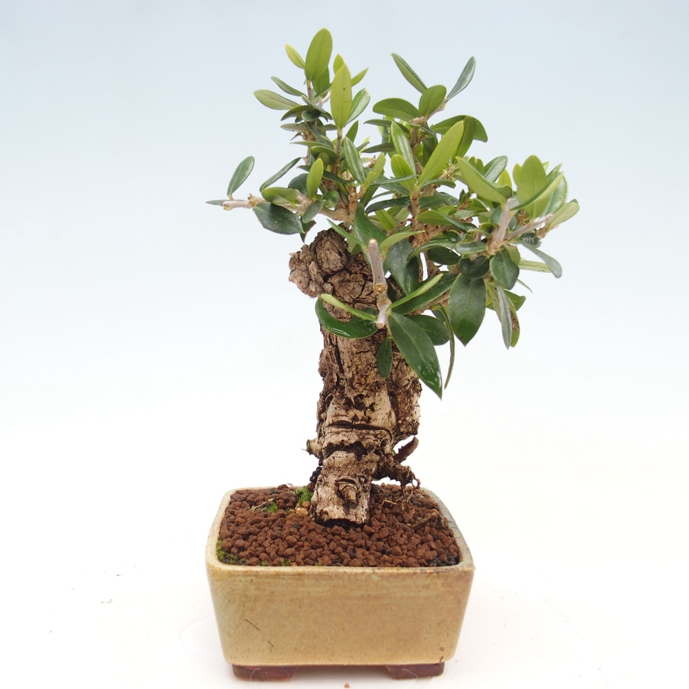 Izbová bonsai - Olea europaea sylvestris -Oliva evropská drobnolistá