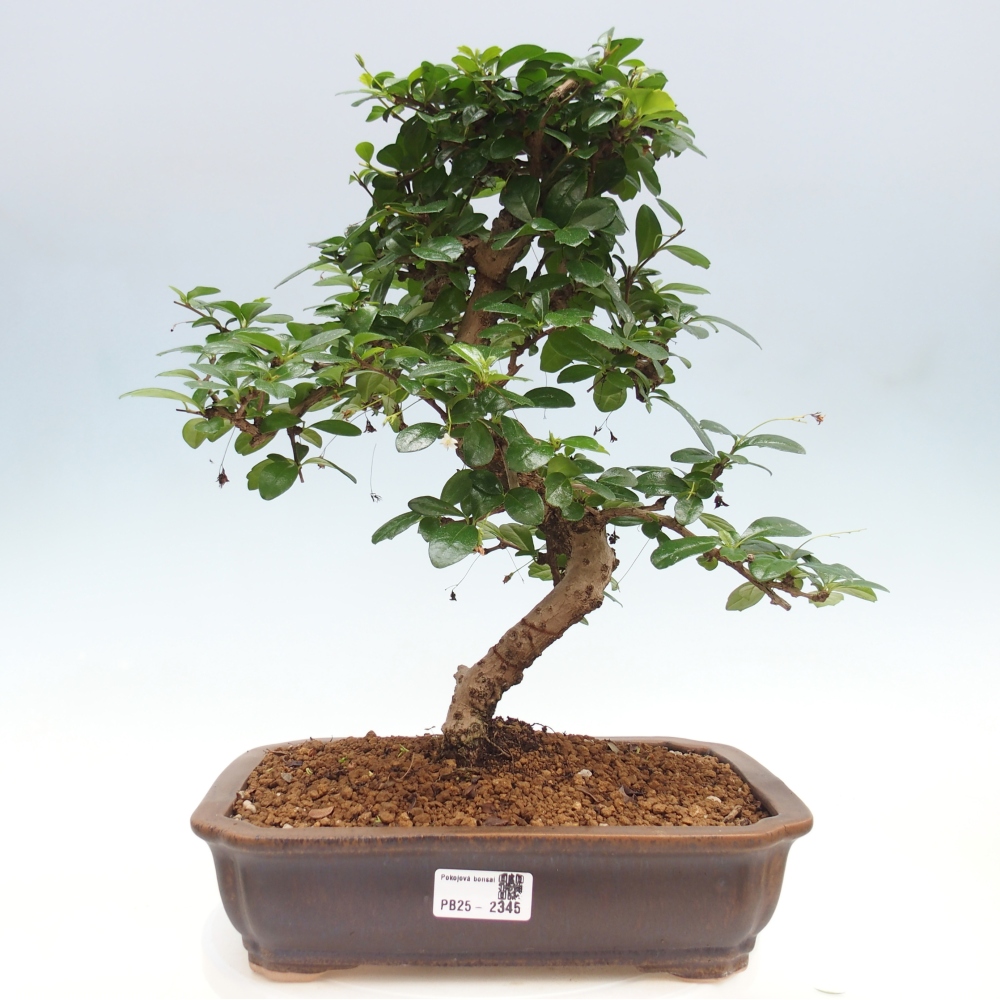 Izbová bonsai - Carmona macrophylla - Čaj fuki