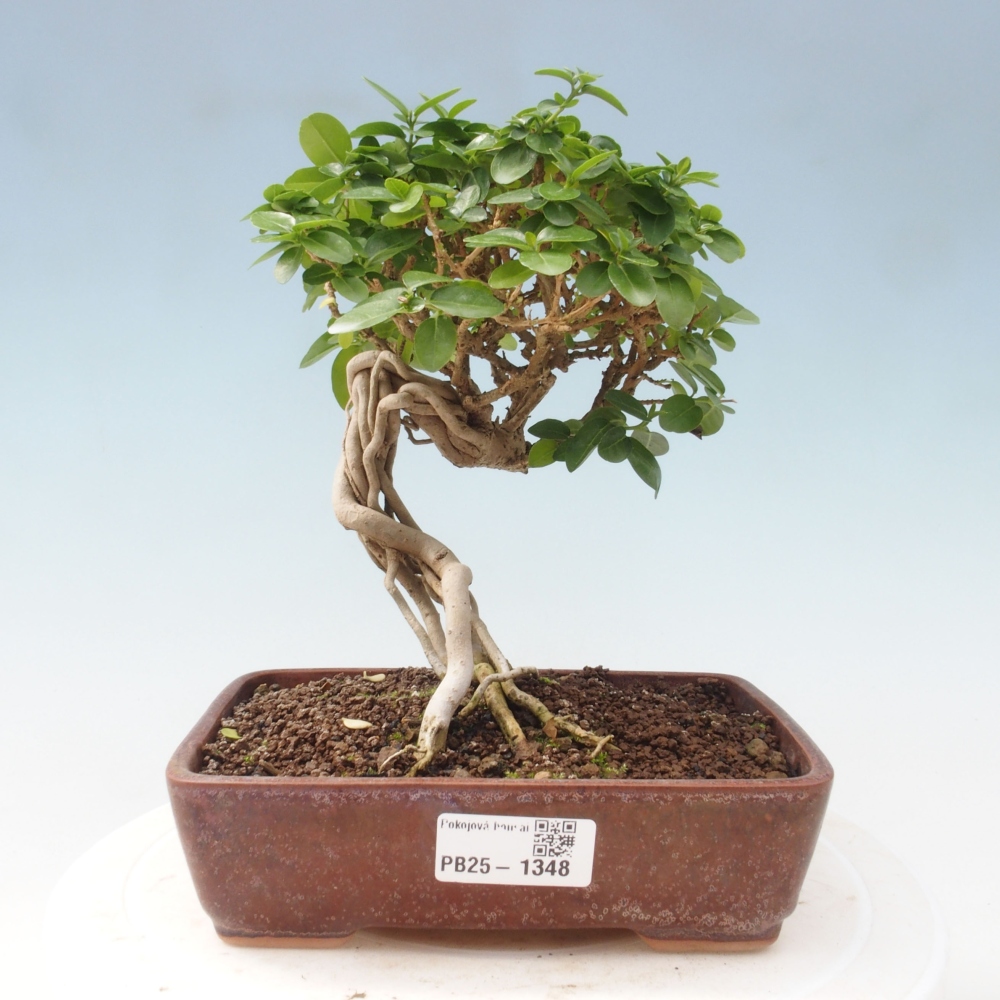 Izbová bonsai - Premna serratifolia - Kozlovoň malolistá