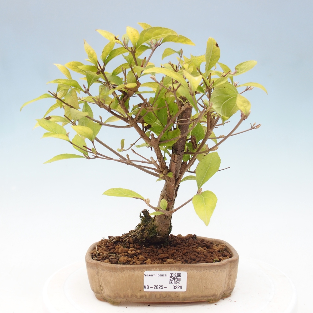 Vonkajšia bonsai - krásnoplodka - Callicarpa jap. Leucocarpa