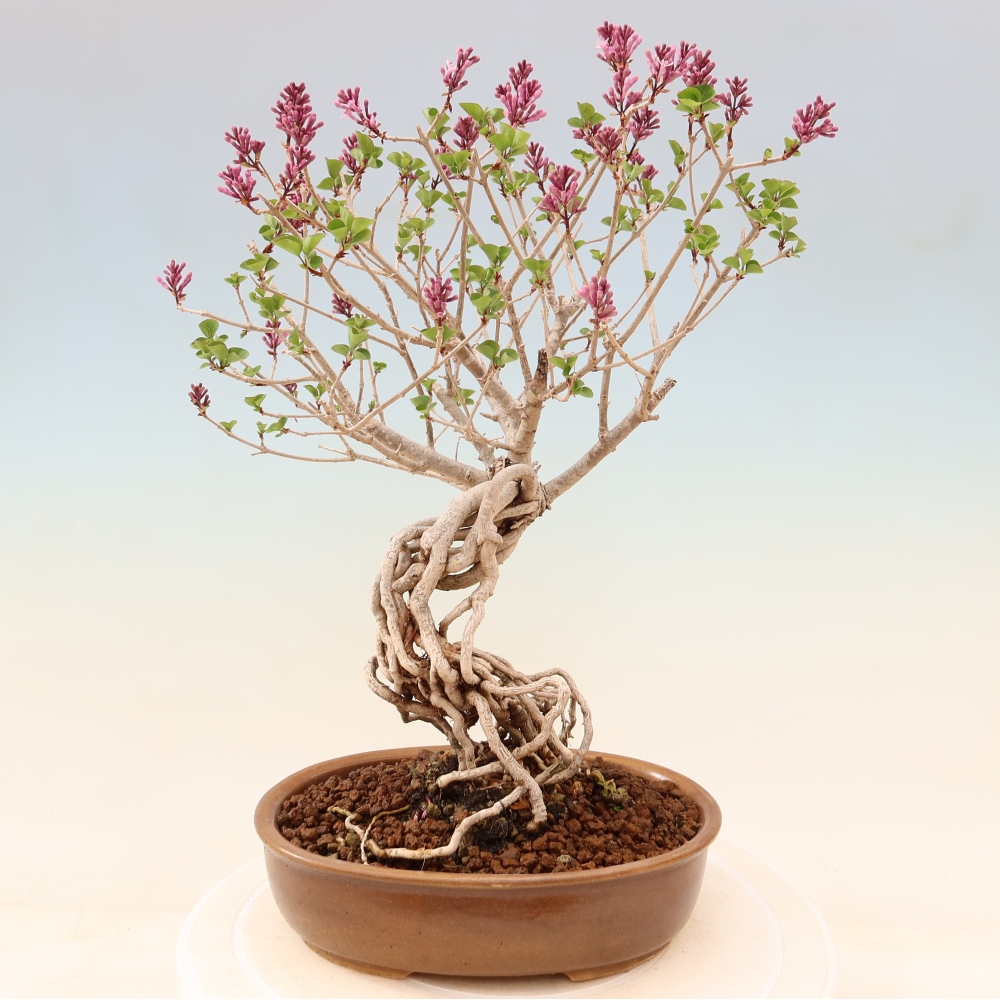 Vonkajší bonsaj - Syringa microphylla - drobnokvetý šeřík