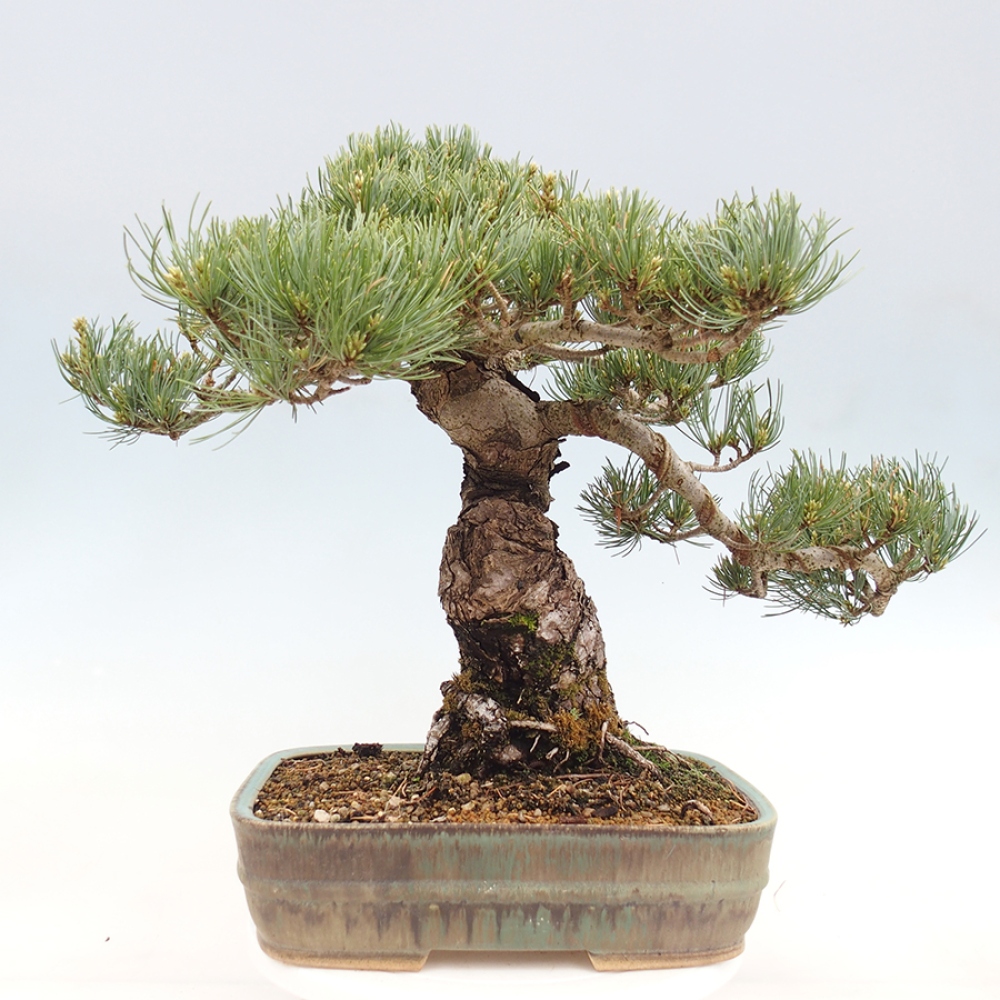 Vonkajšie bonsaje - Pinus parviflora - Pinus parviflora