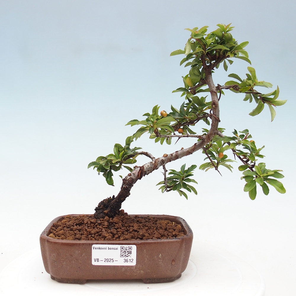 Vonkajšie bonsaje-Pyracantha Teton -Hlox
