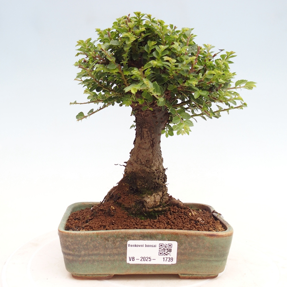 Vonkajší bonsai - Ulmus parvifolia Hokkaido - brest Činski